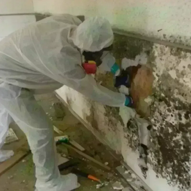 Mold Remediation and Removal in Valley Falls, SC